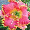 Hemerocallis Divas Choice